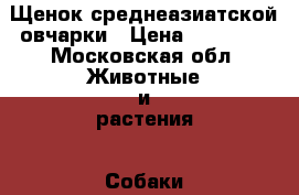 Щенок среднеазиатской овчарки › Цена ­ 10 000 - Московская обл. Животные и растения » Собаки   